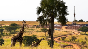 Endangered Rothschild’s Giraffes in front of a Tullow Oil rig in Murchison Falls National Park. Source: Tullow Oil plc